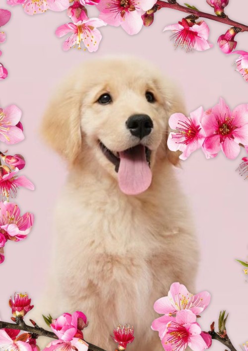 Sakura 2